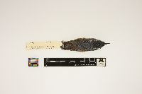 Image of Sitta canadensis