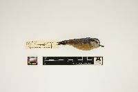 Sitta canadensis image