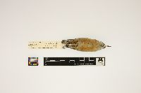 Sitta canadensis image