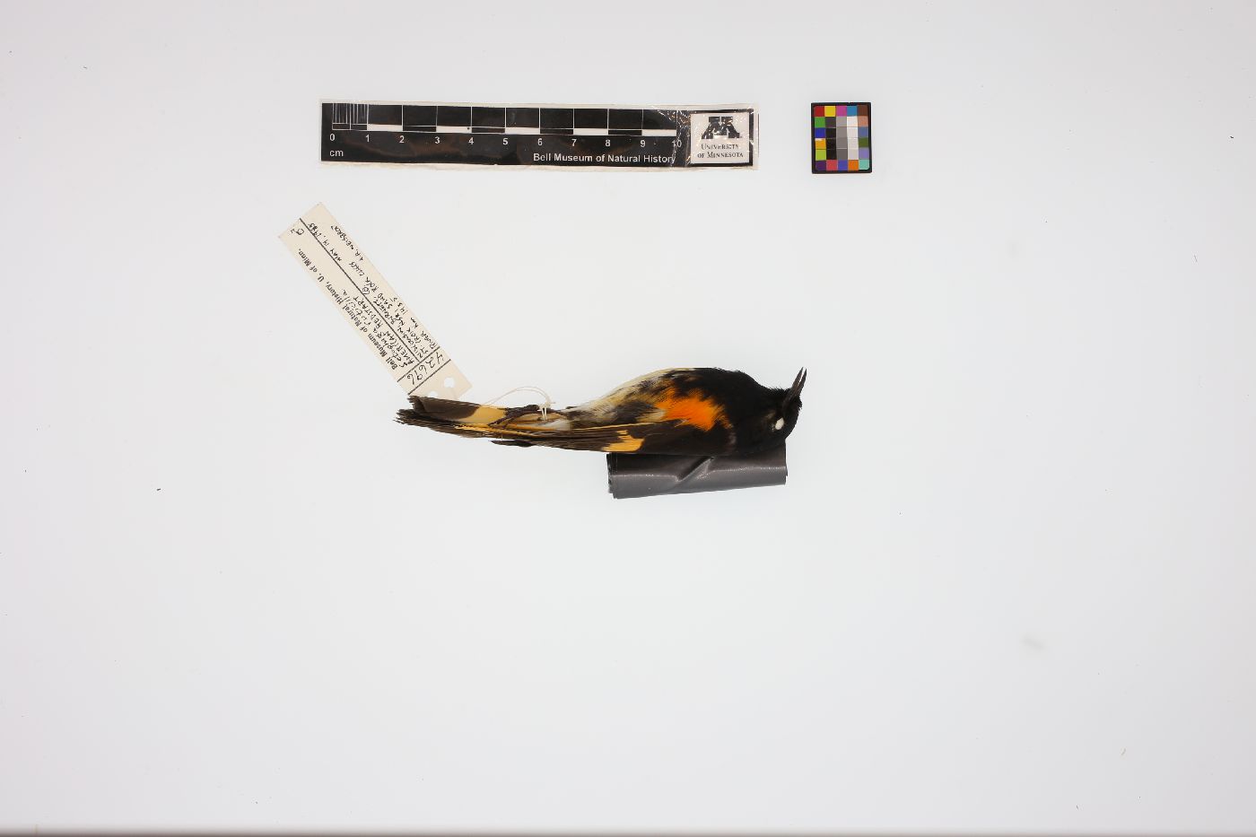 Setophaga ruticilla image