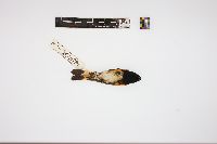Setophaga ruticilla image