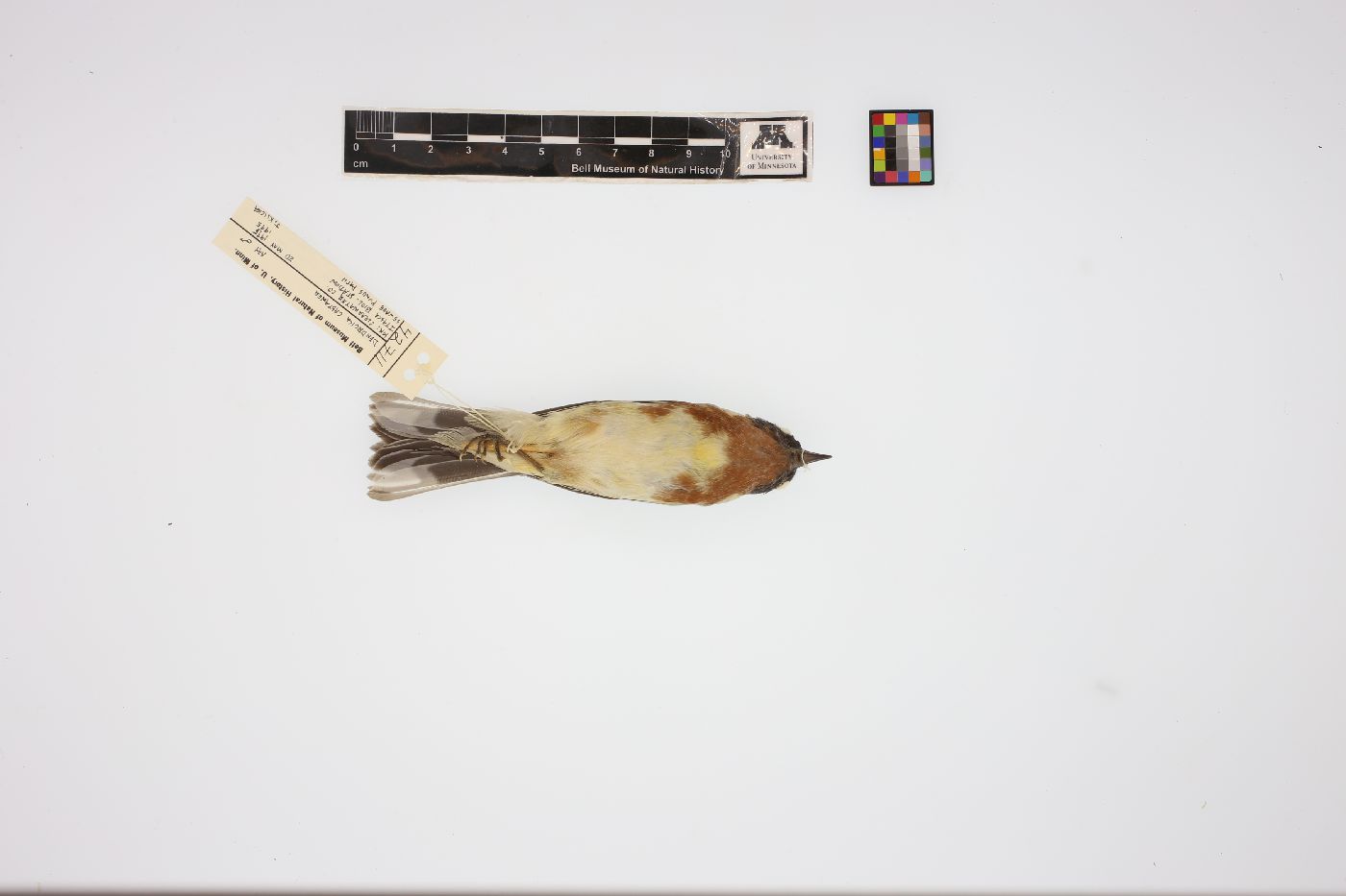 Dendroica castanea image