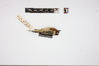 Dendroica castanea image