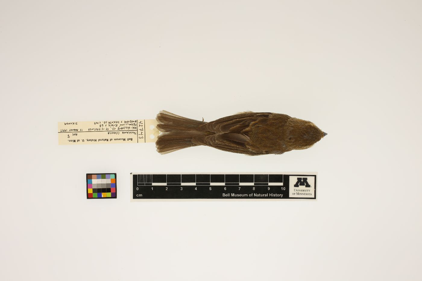 Passerina cyanea image