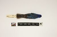 Passerina cyanea image