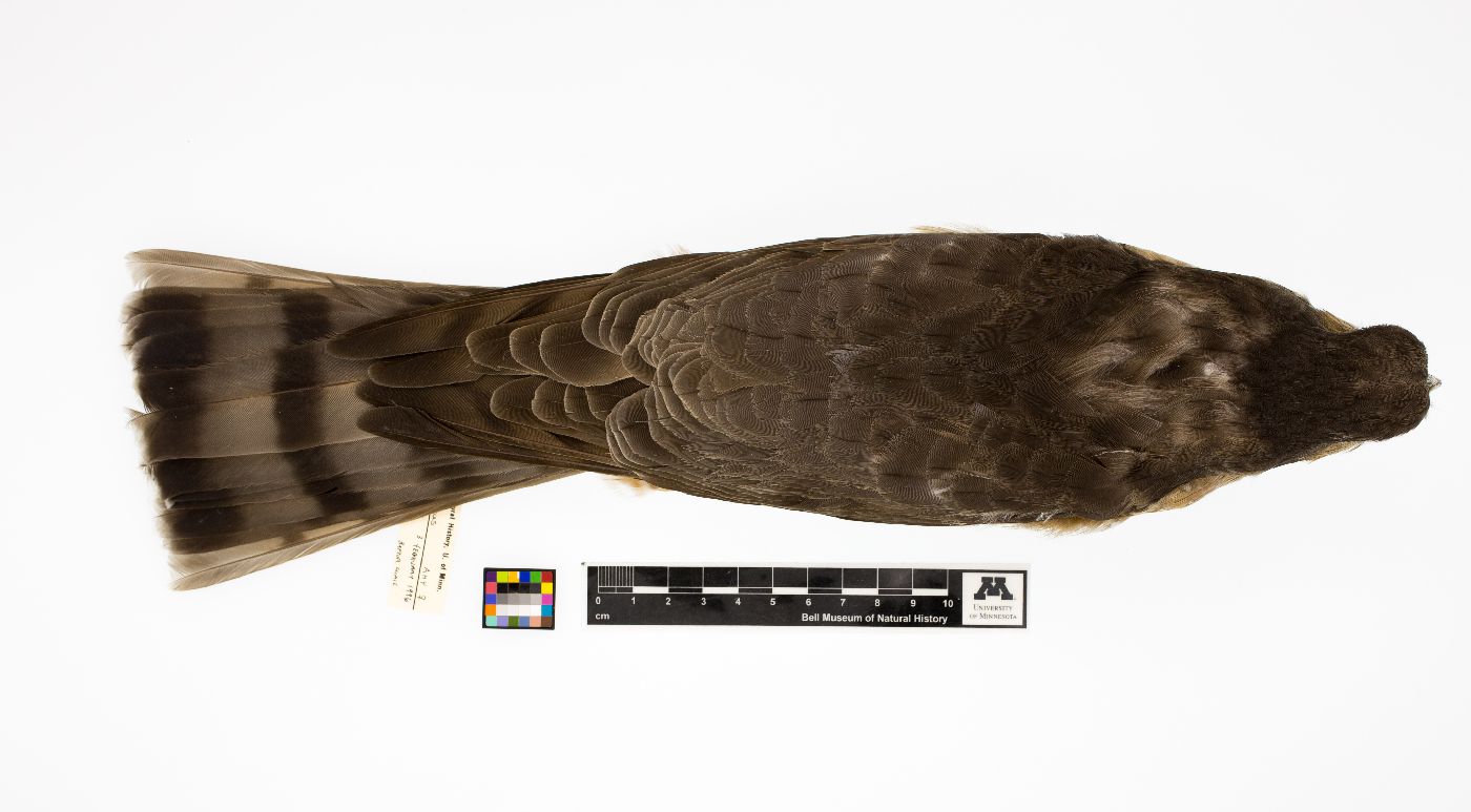 Accipiter striatus image