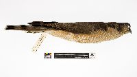 Accipiter striatus image