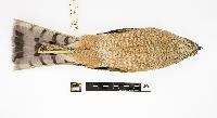 Accipiter striatus image