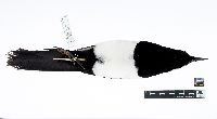 Pica hudsonia image