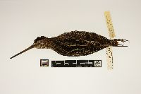 thumbnail image of current specimen