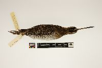 thumbnail image of current specimen