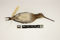 thumbnail image of current specimen