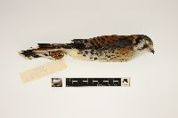 Falco sparverius image