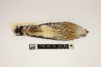 Falco sparverius image