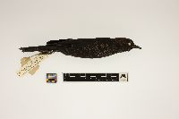 Euphagus carolinus image