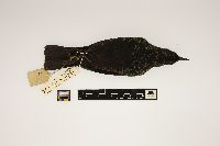 Euphagus carolinus image