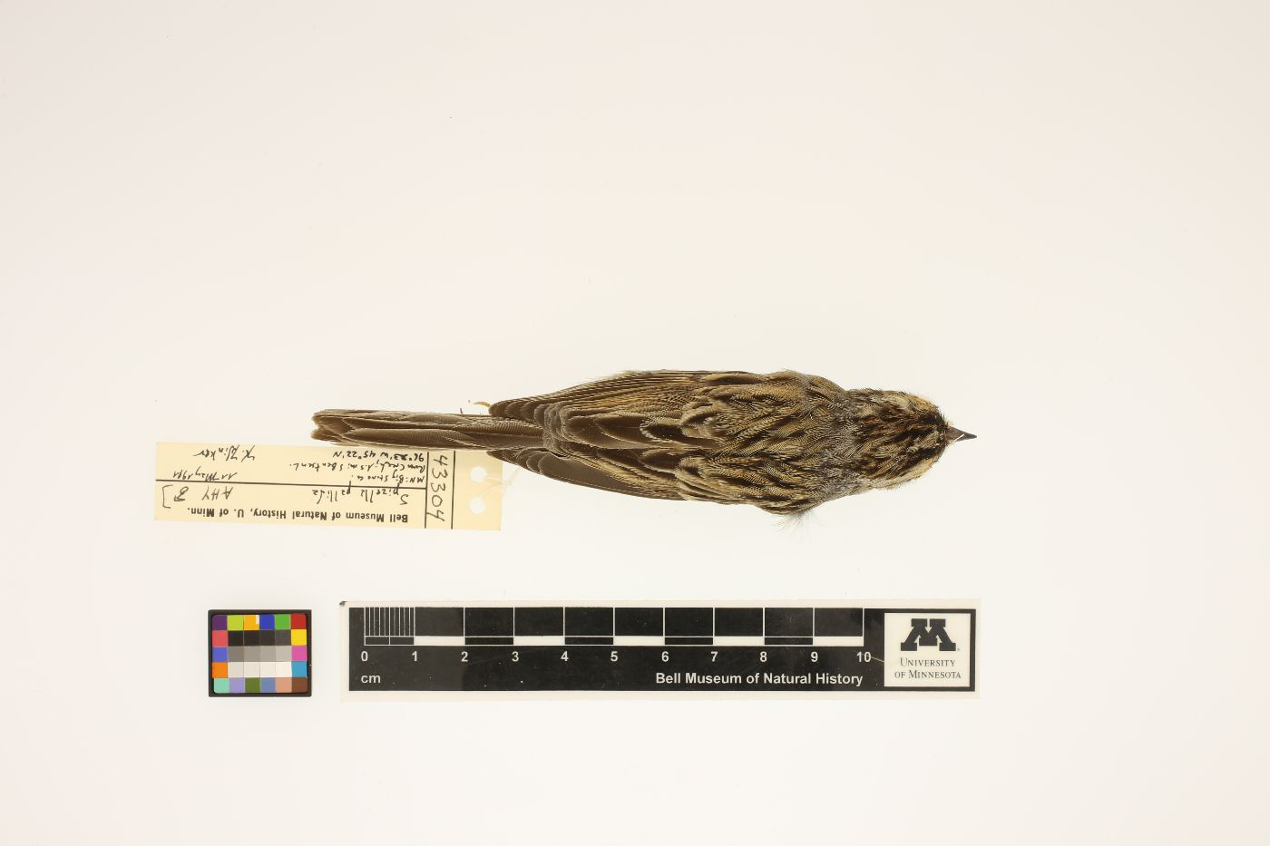 Spizella pallida image