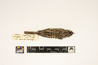 Image of Spizella pallida