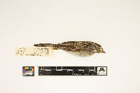 Spizella pallida image