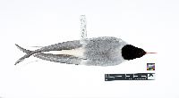 Image of Sterna hirundo