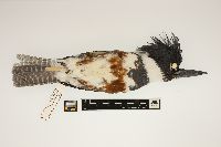 Ceryle alcyon image