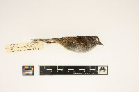 Melospiza georgiana image