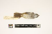 Melospiza georgiana image