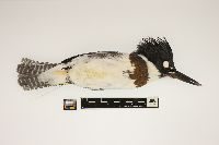 Ceryle alcyon image