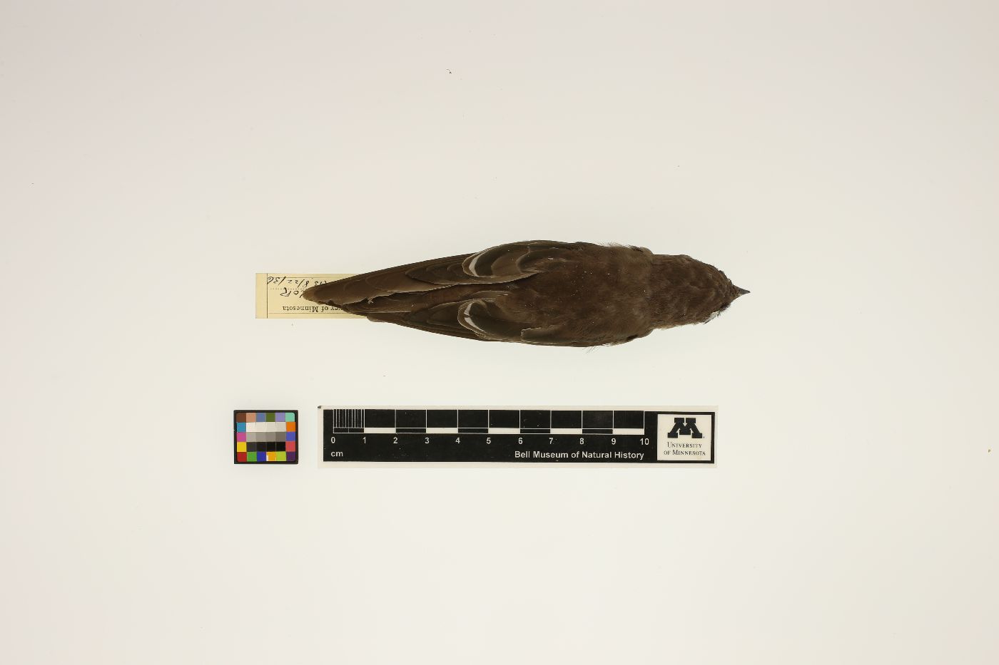 Chaetura pelagica image