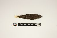Image of Chaetura pelagica