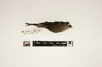 Chaetura pelagica image
