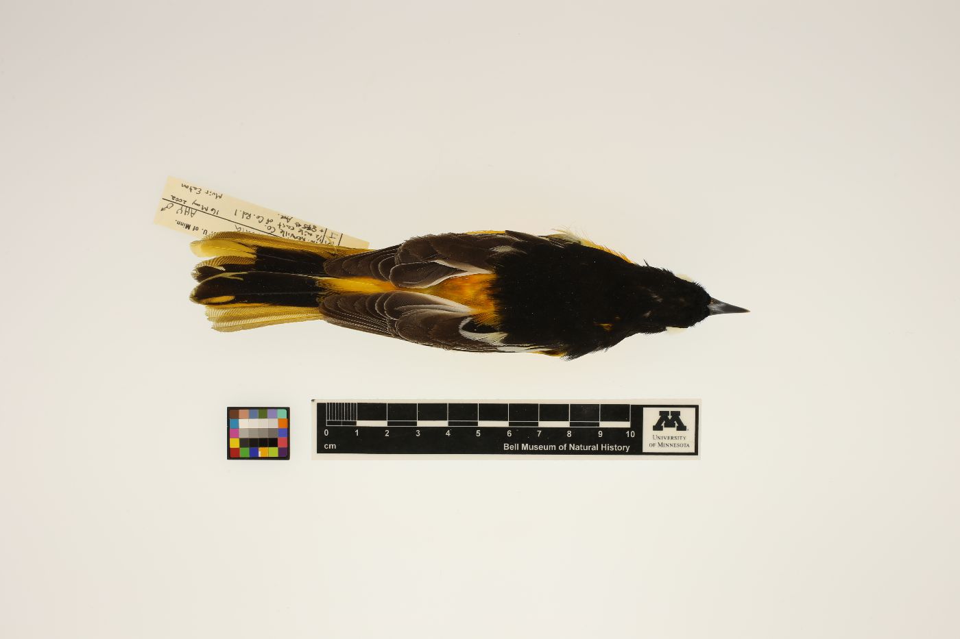 Icterus galbula image