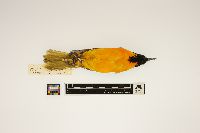 Icterus galbula image