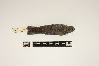 Sialia currucoides image
