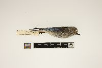Sialia currucoides image