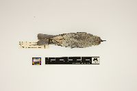 Sialia currucoides image