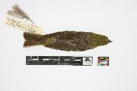 Piranga ludoviciana image