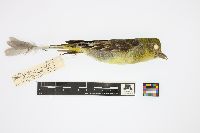 Piranga ludoviciana image