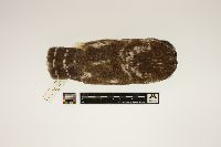 Aegolius acadicus image