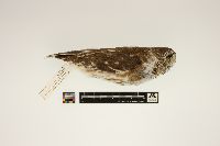 Aegolius acadicus image