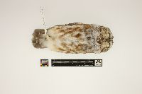 Aegolius acadicus image