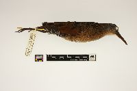 Rallus limicola image