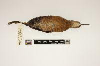 Rallus limicola image