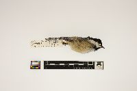 Parus atricapillus image