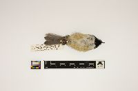 Parus atricapillus image