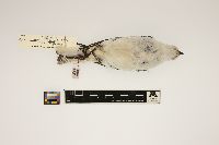 Plectrophenax nivalis image