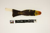 Piranga ludoviciana image