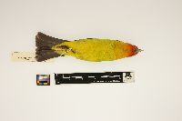 Piranga ludoviciana image