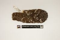 Media resource of Aegolius funereus