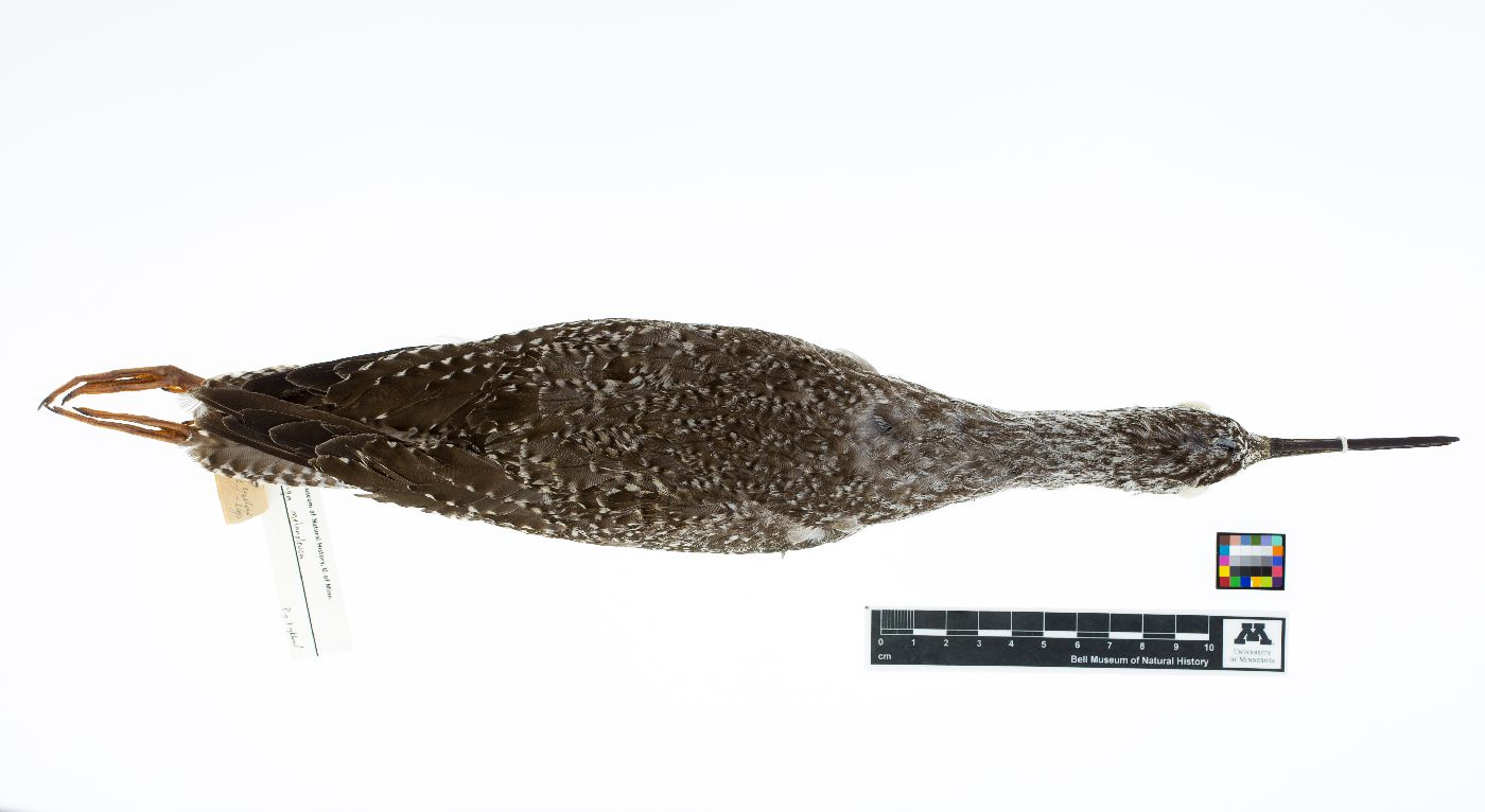 Tringa melanoleuca image